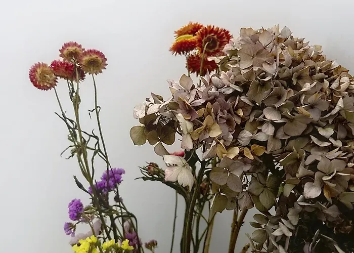 Apartamento Le Napoleon